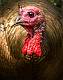 Kirms Photography Wild Turkey-2